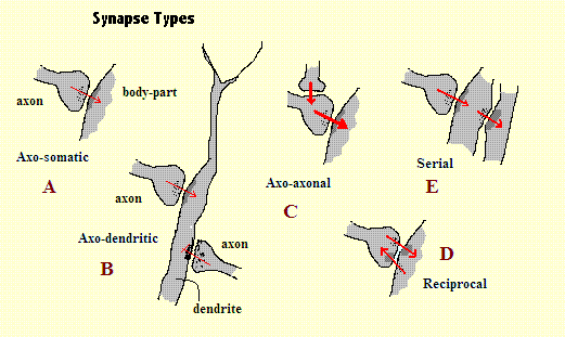 synapse types (after Schneider)
